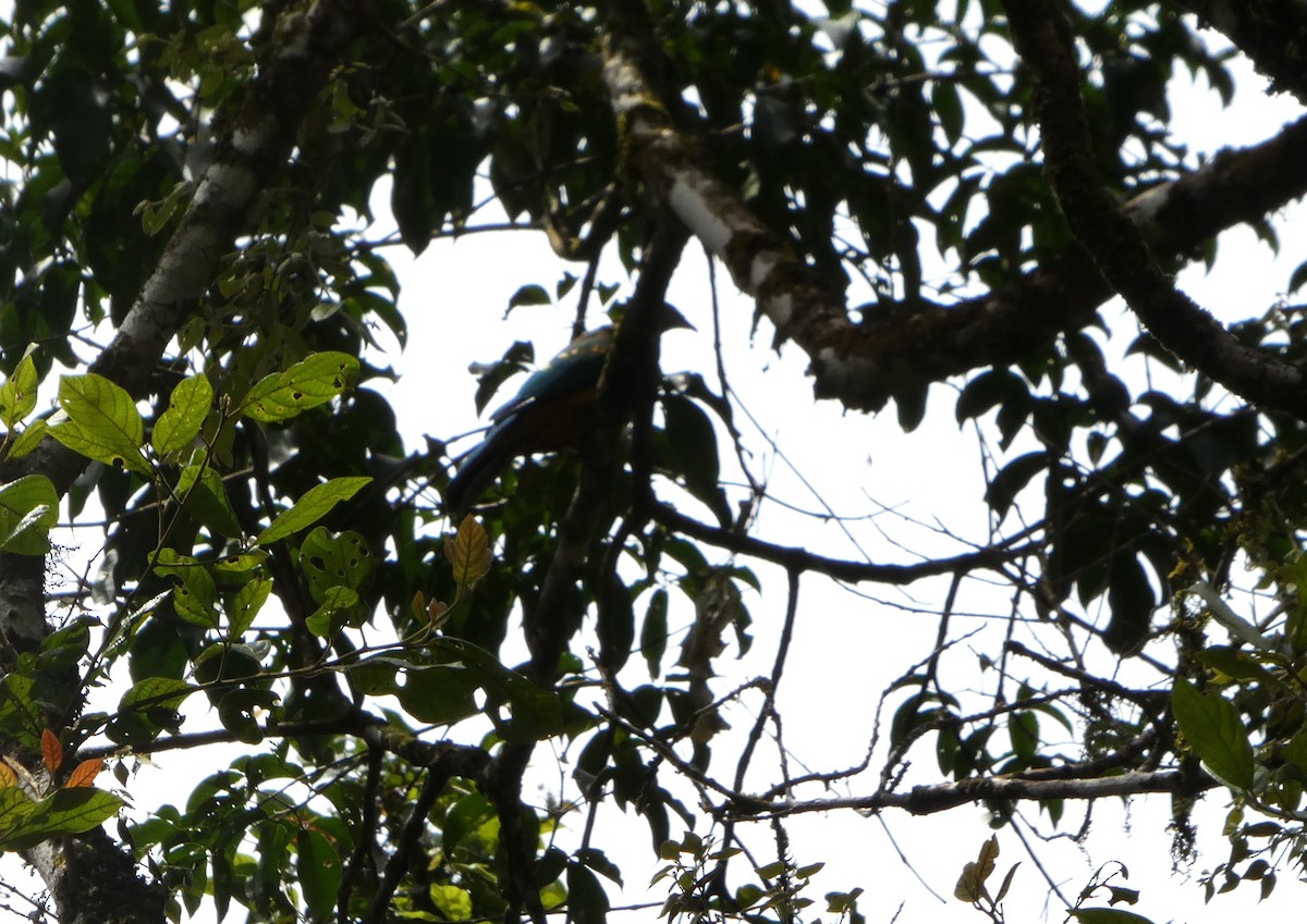 Purpurbrust-Fruchttaube - ML644233246