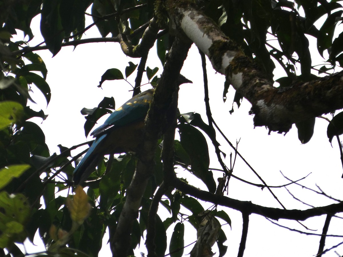 Purpurbrust-Fruchttaube - ML644233247