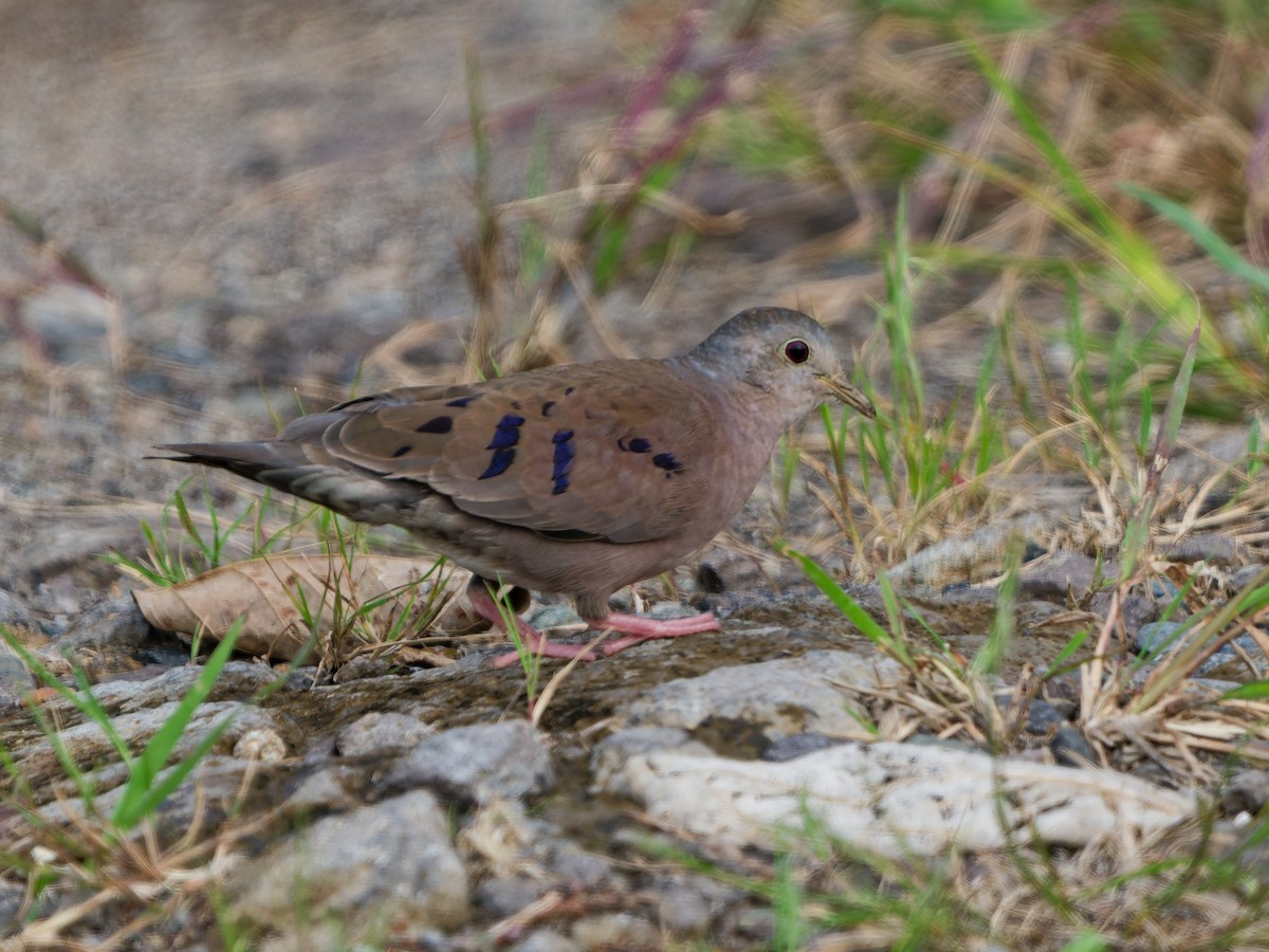 Zwergtäubchen - ML644233253