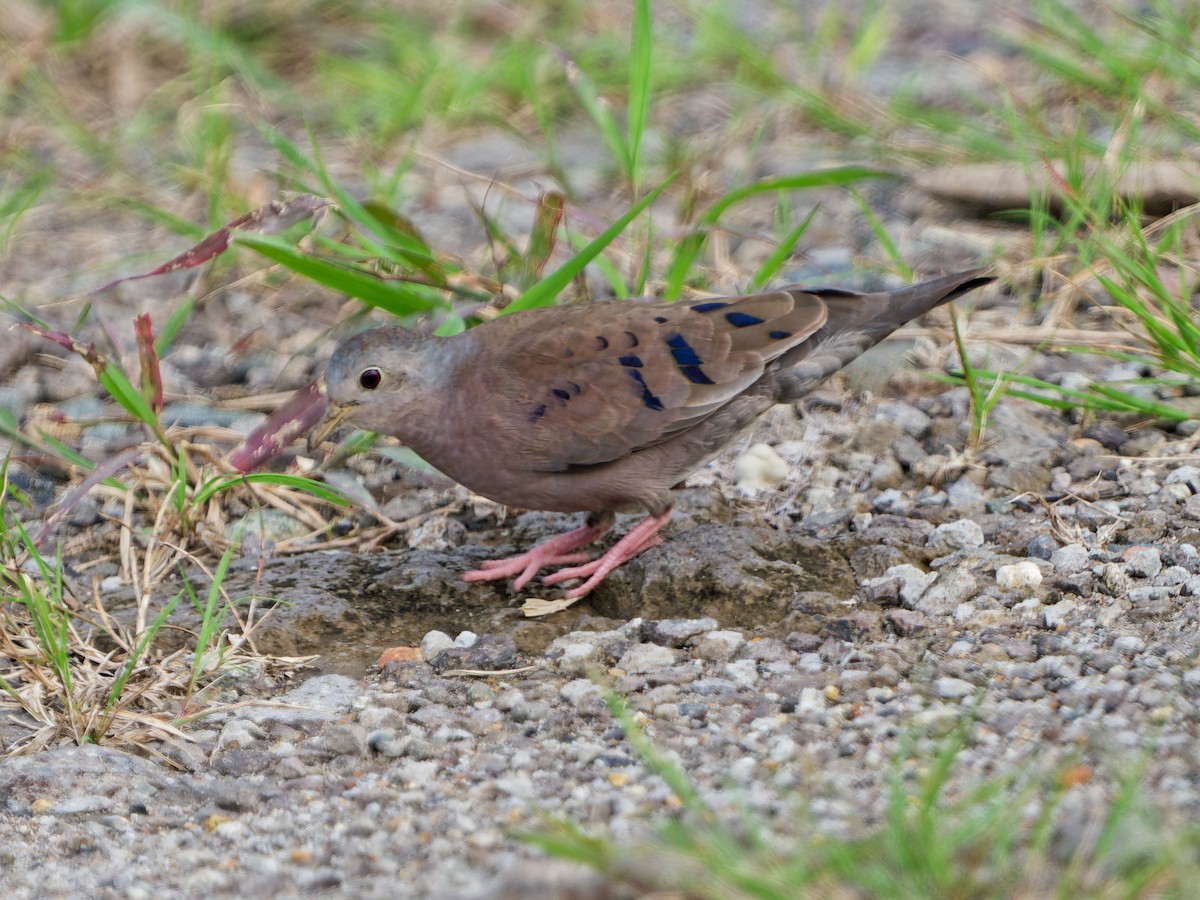Zwergtäubchen - ML644233254