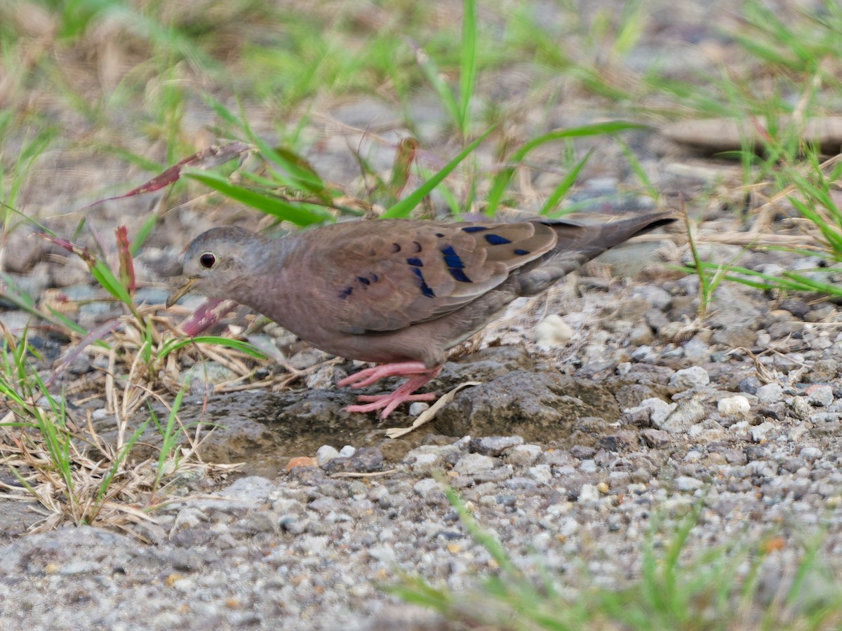 Zwergtäubchen - ML644233255