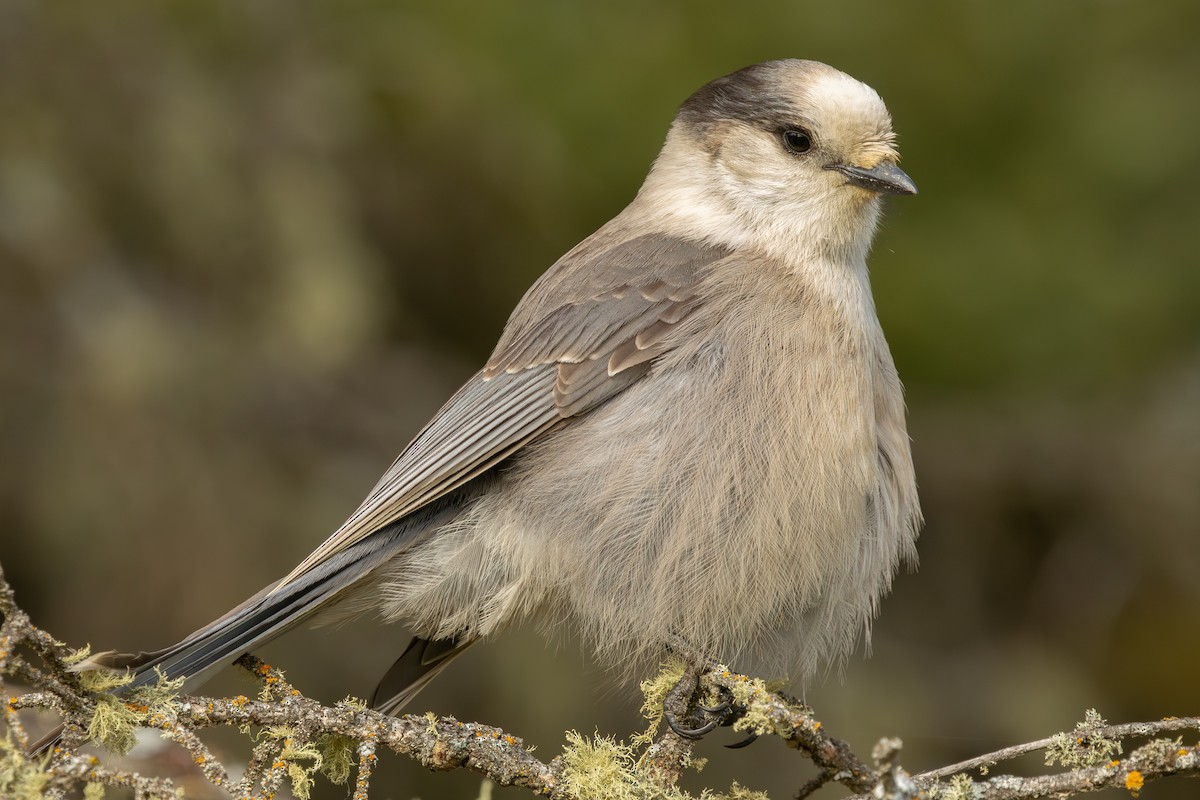 Mésangeai du Canada - ML644233265