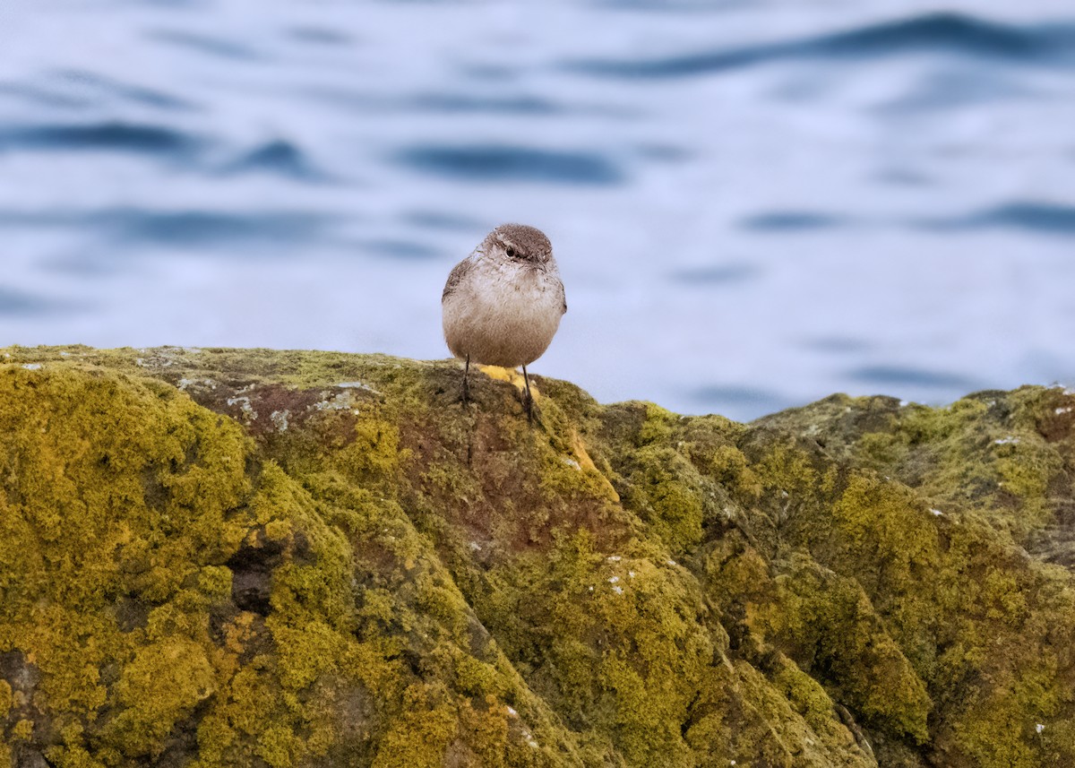 Rock Wren - ML644233268