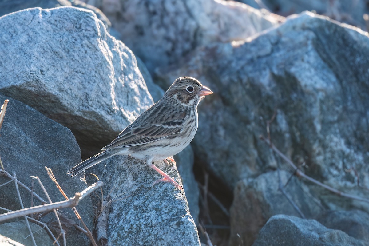 Vesper Sparrow - ML644233269