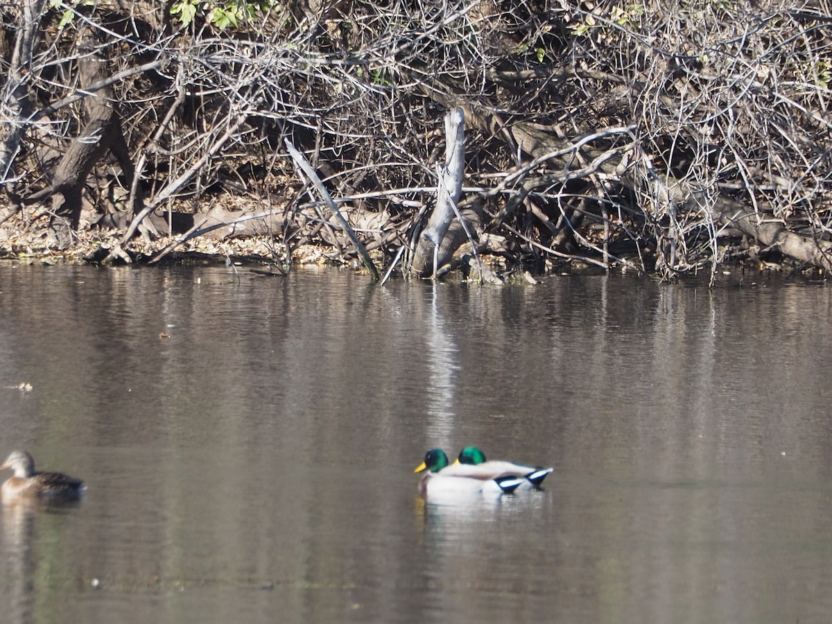 Germano reale - ML644233272