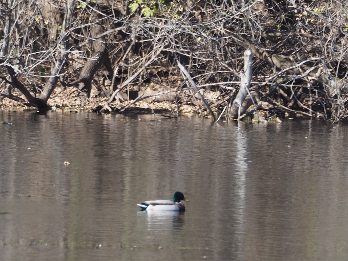 Germano reale - ML644233273