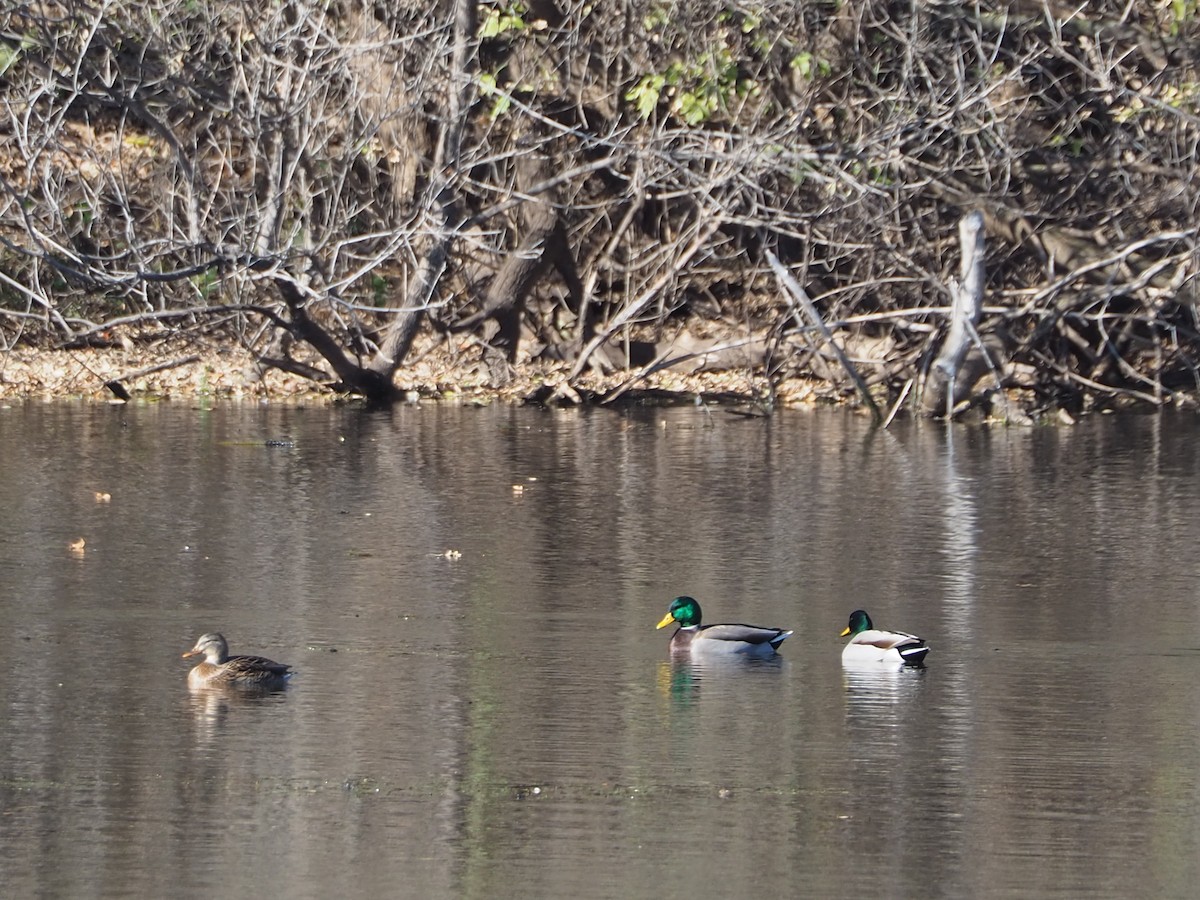 Germano reale - ML644233274