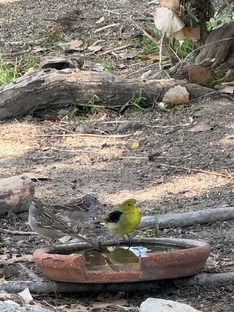 Scarlet Tanager - ML644233281