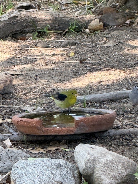 Scarlet Tanager - ML644233282