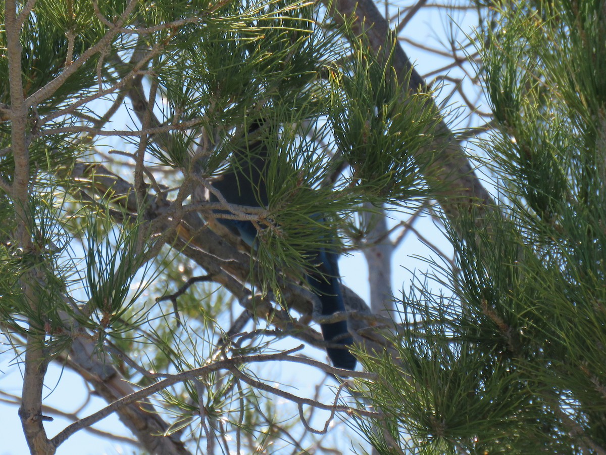 Steller's Jay - ML644233293