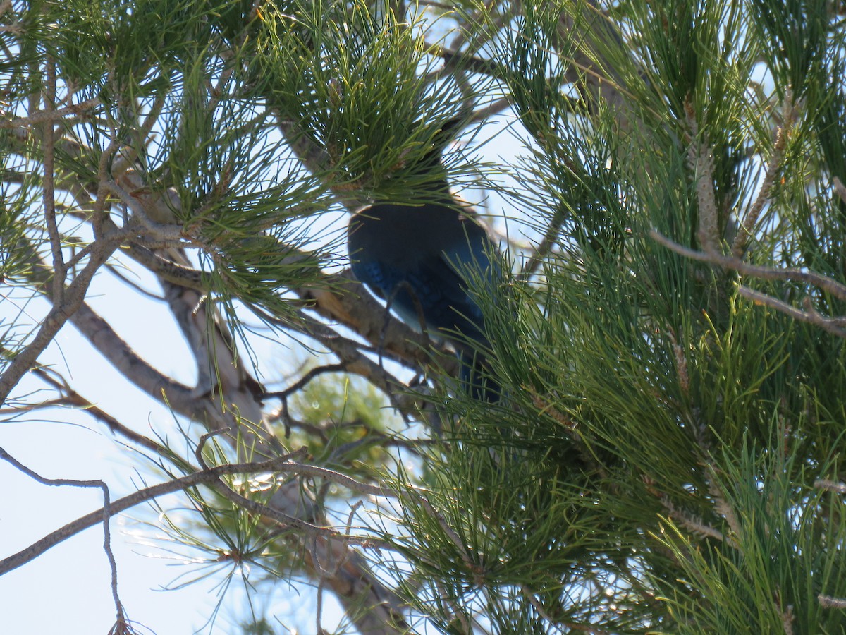 Steller's Jay - ML644233294