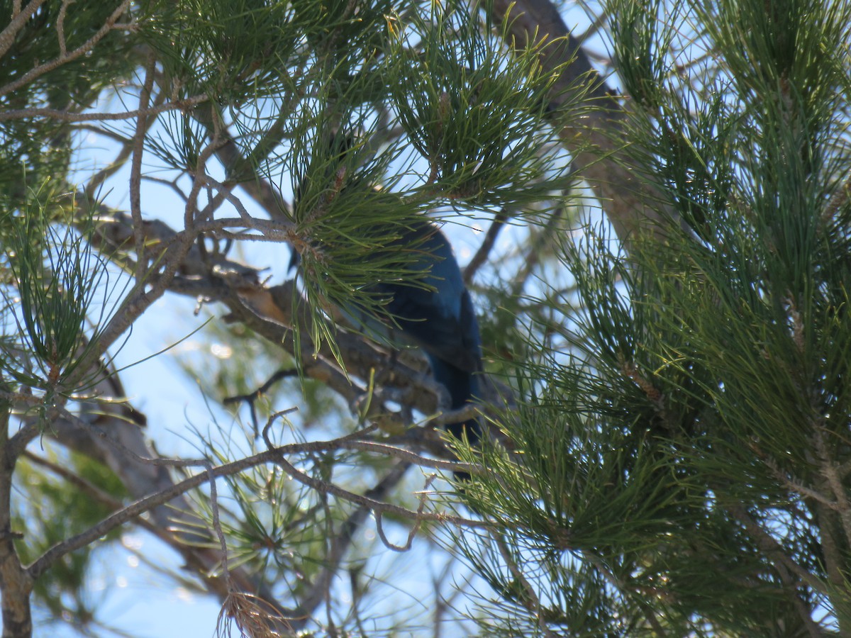 Steller's Jay - ML644233295