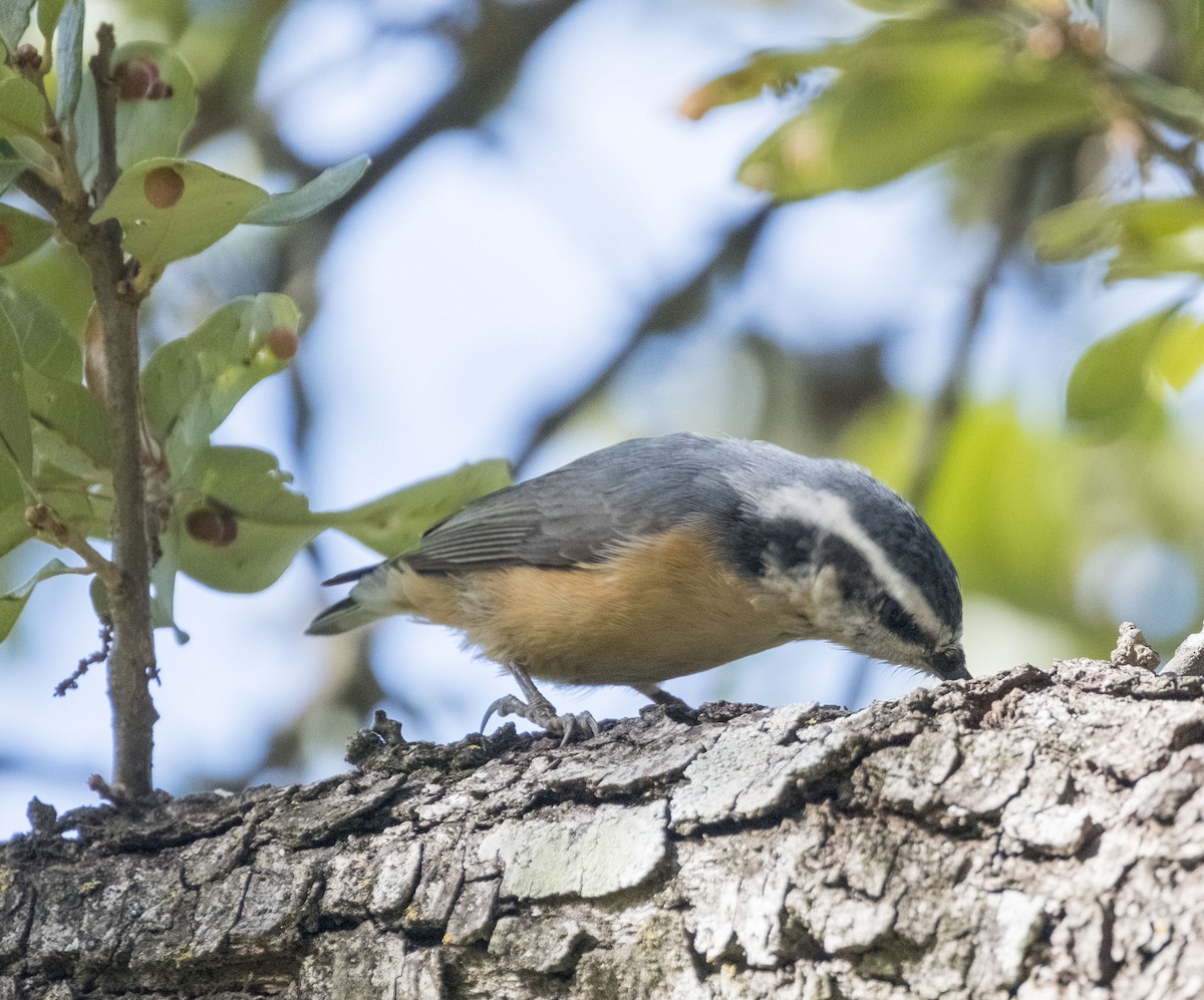 Red-breasted Nuthatch - ML644233296