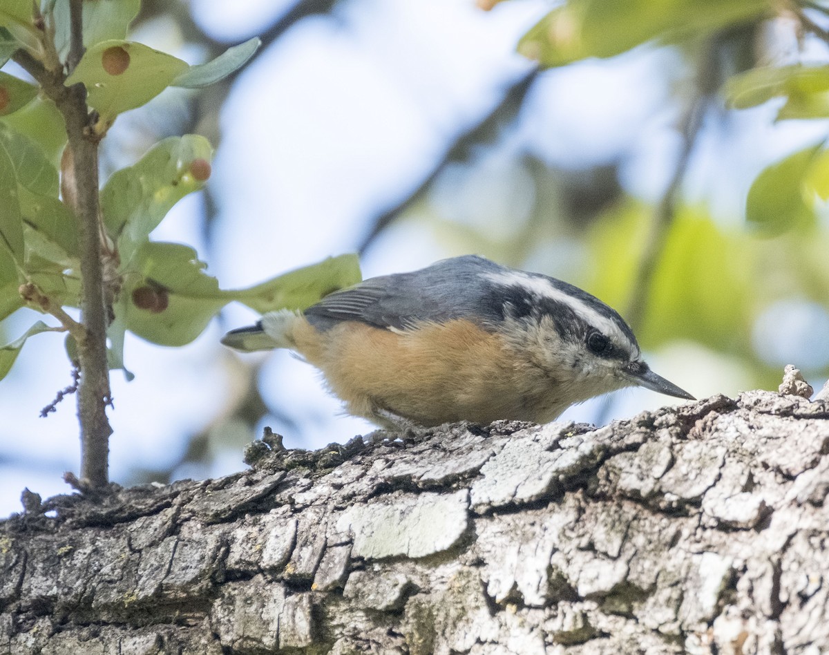 Red-breasted Nuthatch - ML644233297