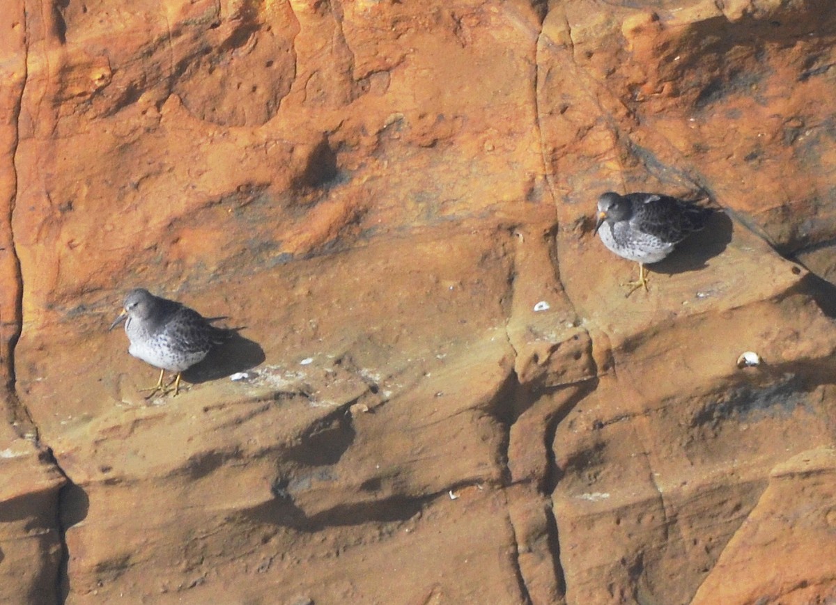 klippesnipe - ML644233301