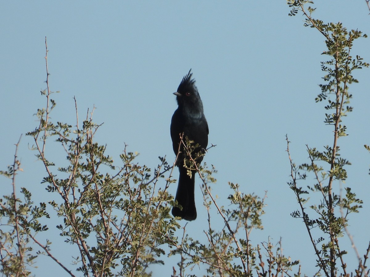 Capulinero Negro - ML644233328