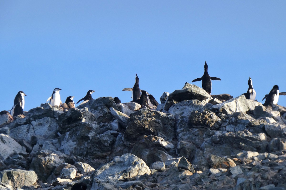 Пінгвін антарктичний - ML644233330