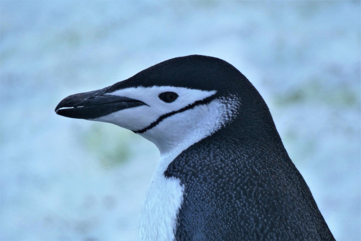 Пінгвін антарктичний - ML644233331