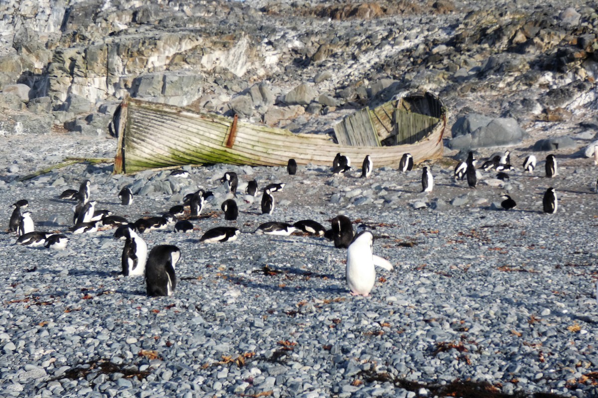 Пінгвін антарктичний - ML644233332