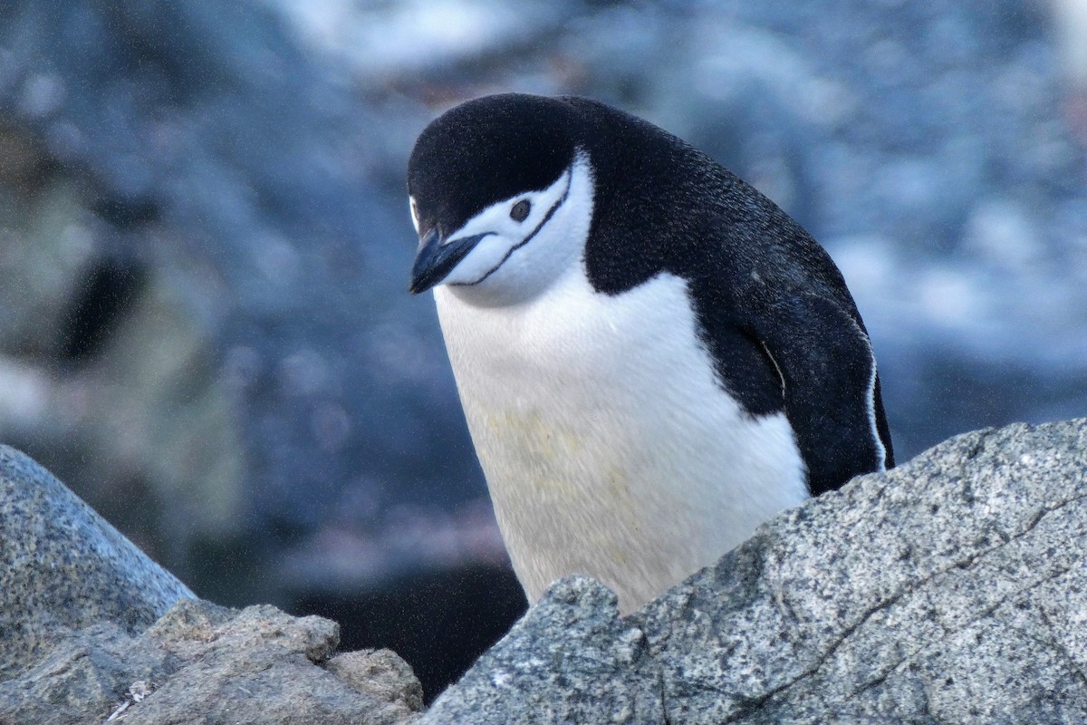 Пінгвін антарктичний - ML644233333