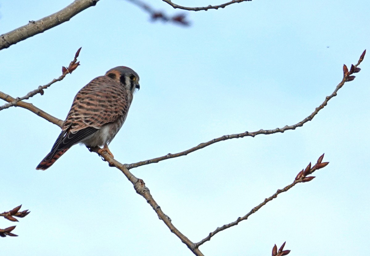 American Kestrel - ML644233346