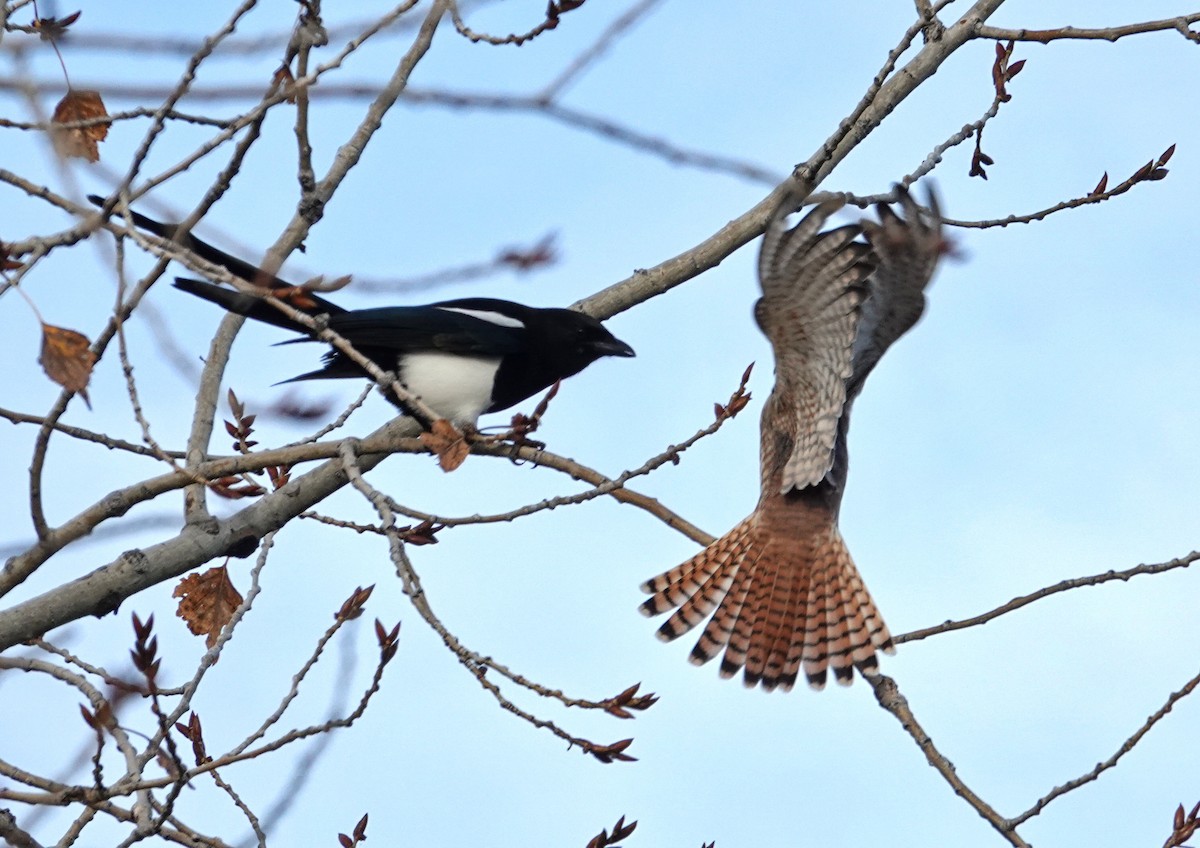 American Kestrel - ML644233350