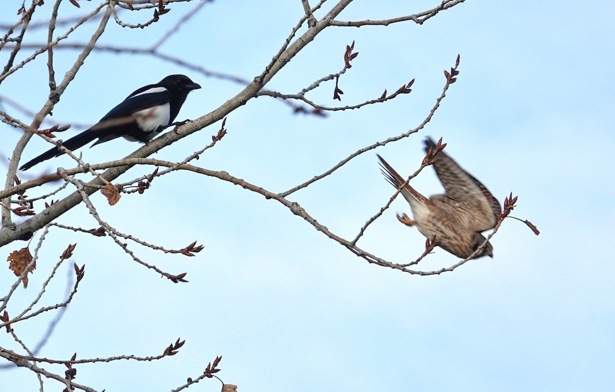 American Kestrel - ML644233353