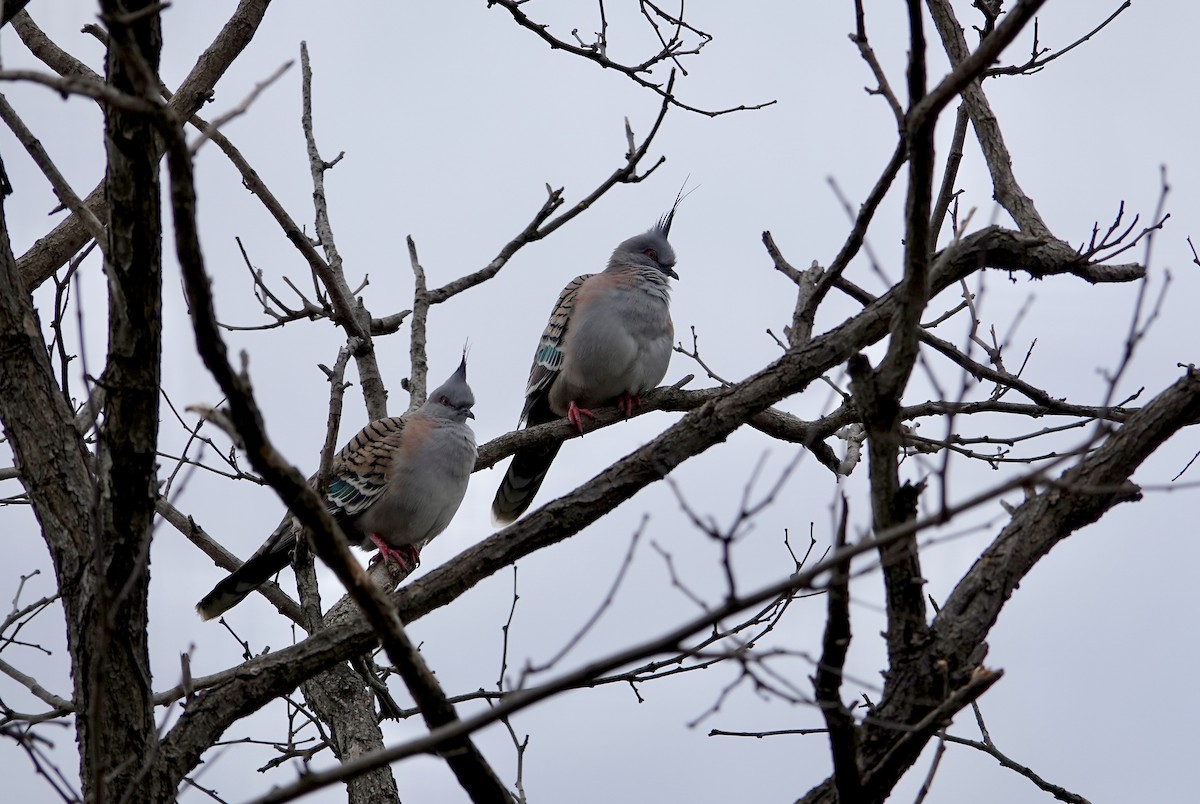 Spitzschopftaube - ML644233354