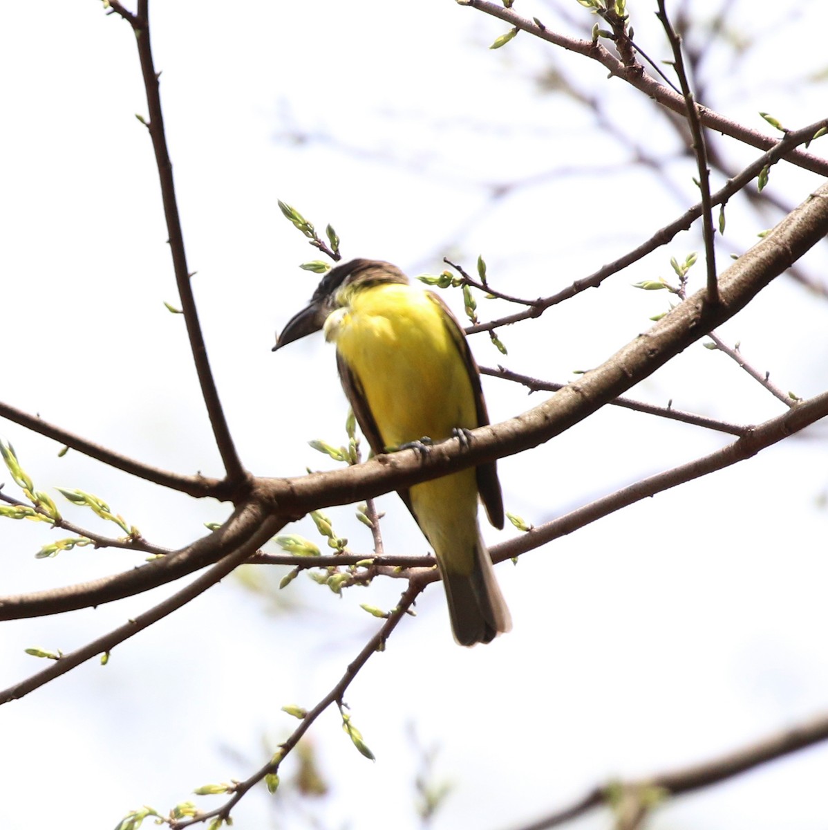 Boat-billed Flycatcher - ML644233355