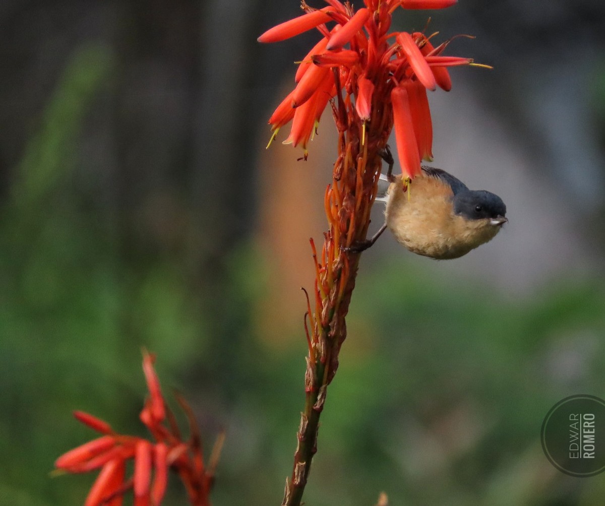 Rusty Flowerpiercer - ML644233364