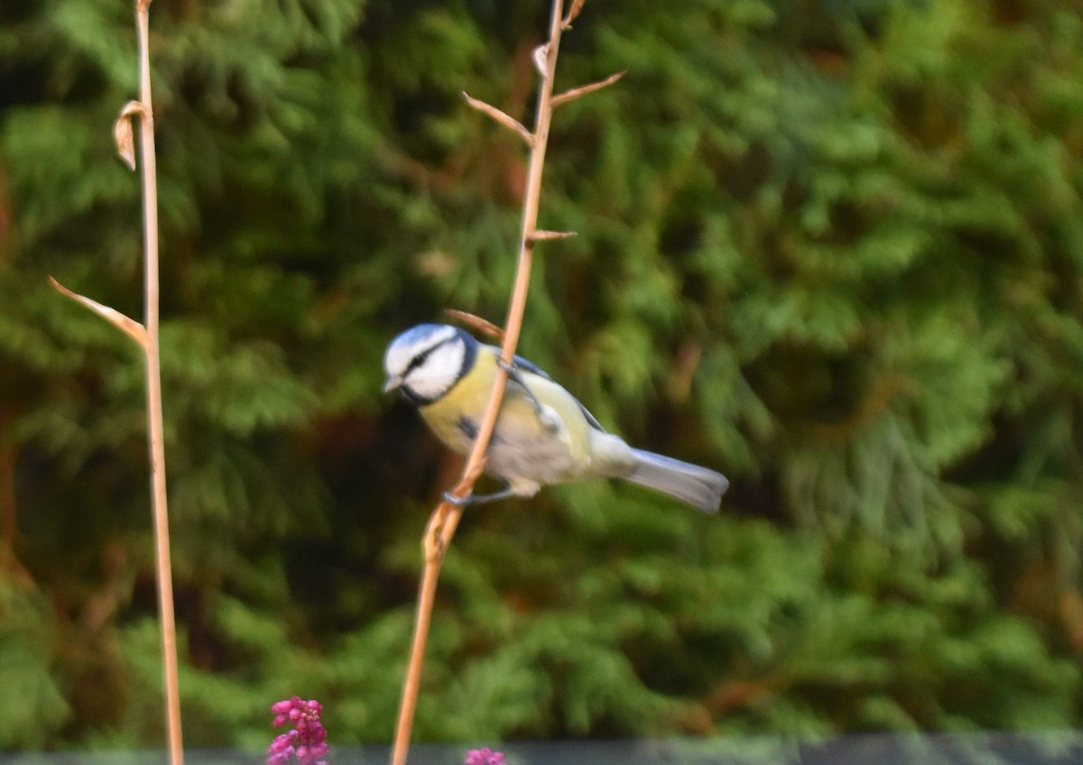 Eurasian Blue Tit - ML644233369