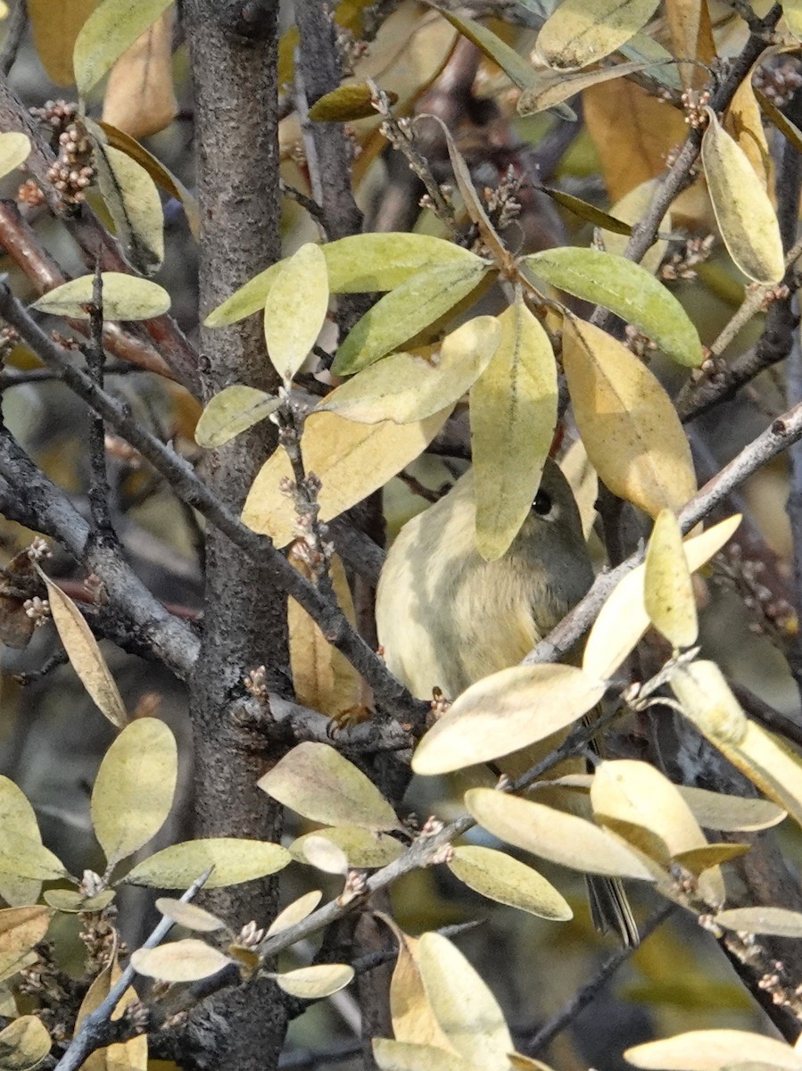 Ruby-crowned Kinglet - ML644233370