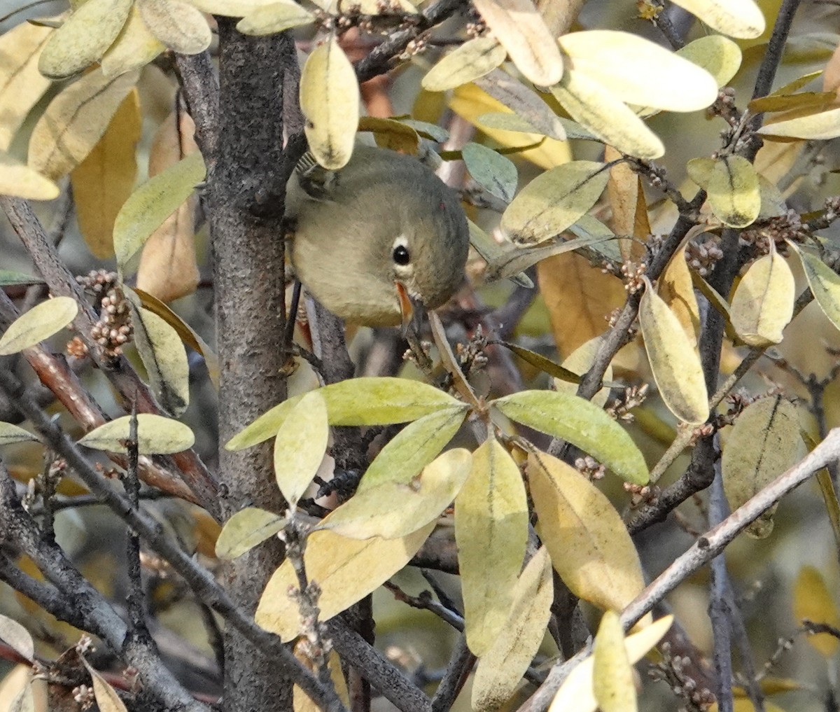 Ruby-crowned Kinglet - ML644233371