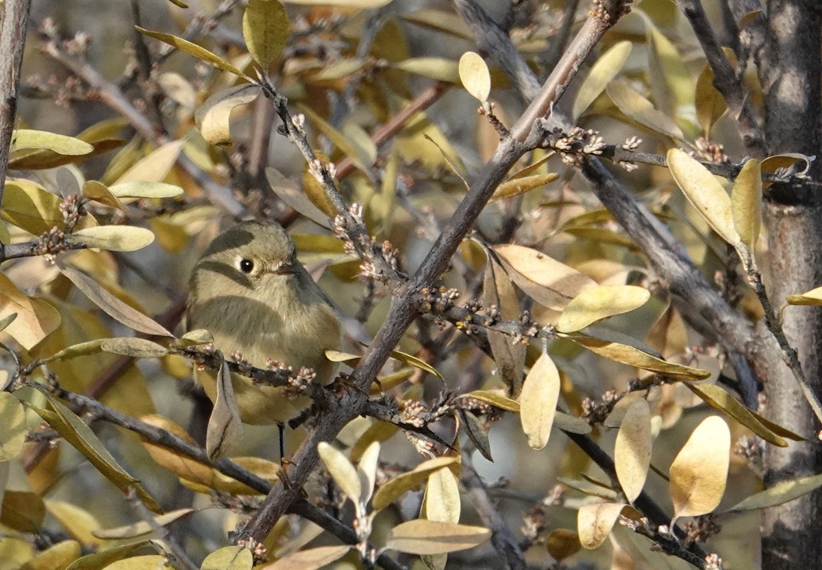Ruby-crowned Kinglet - ML644233372