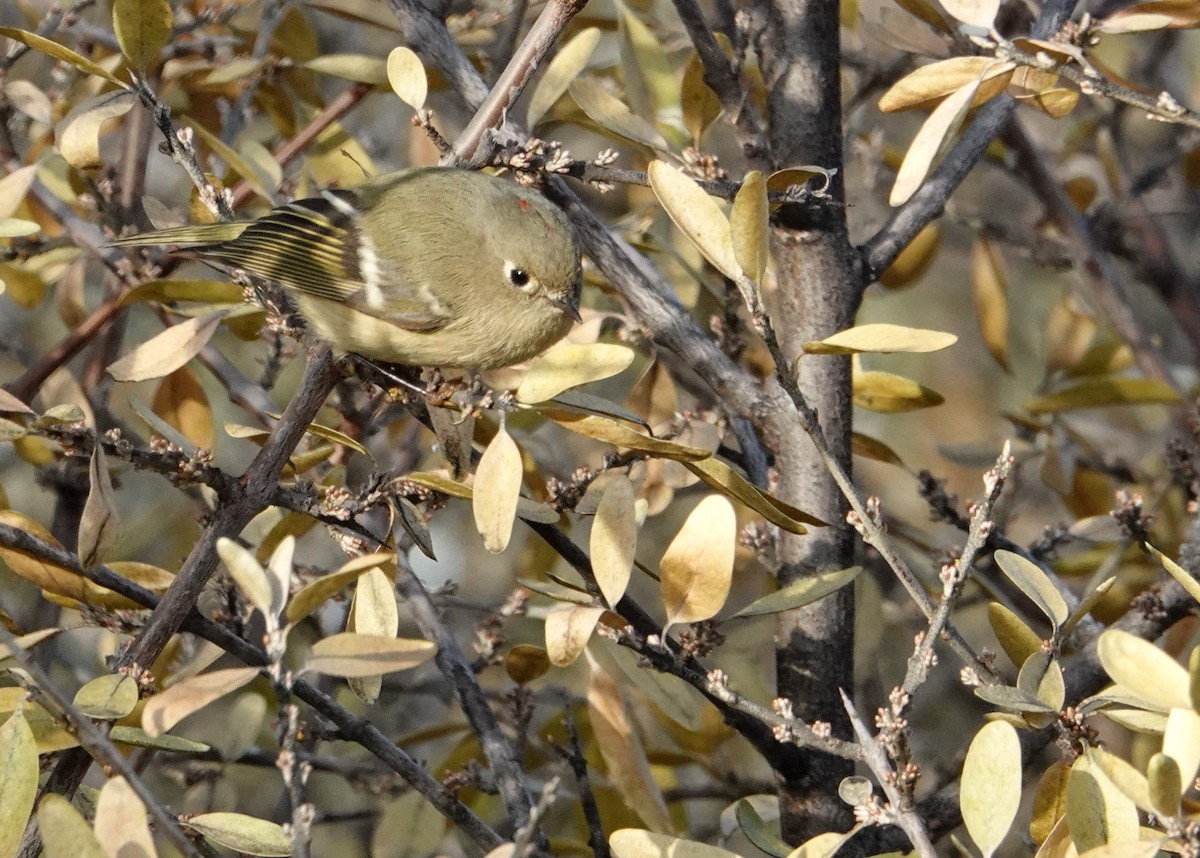 Ruby-crowned Kinglet - ML644233373
