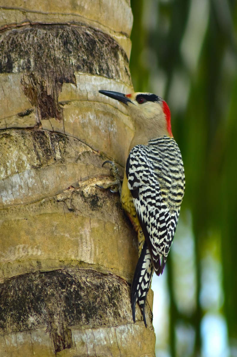 Kara Kaşlı Ağaçkakan - ML644233378