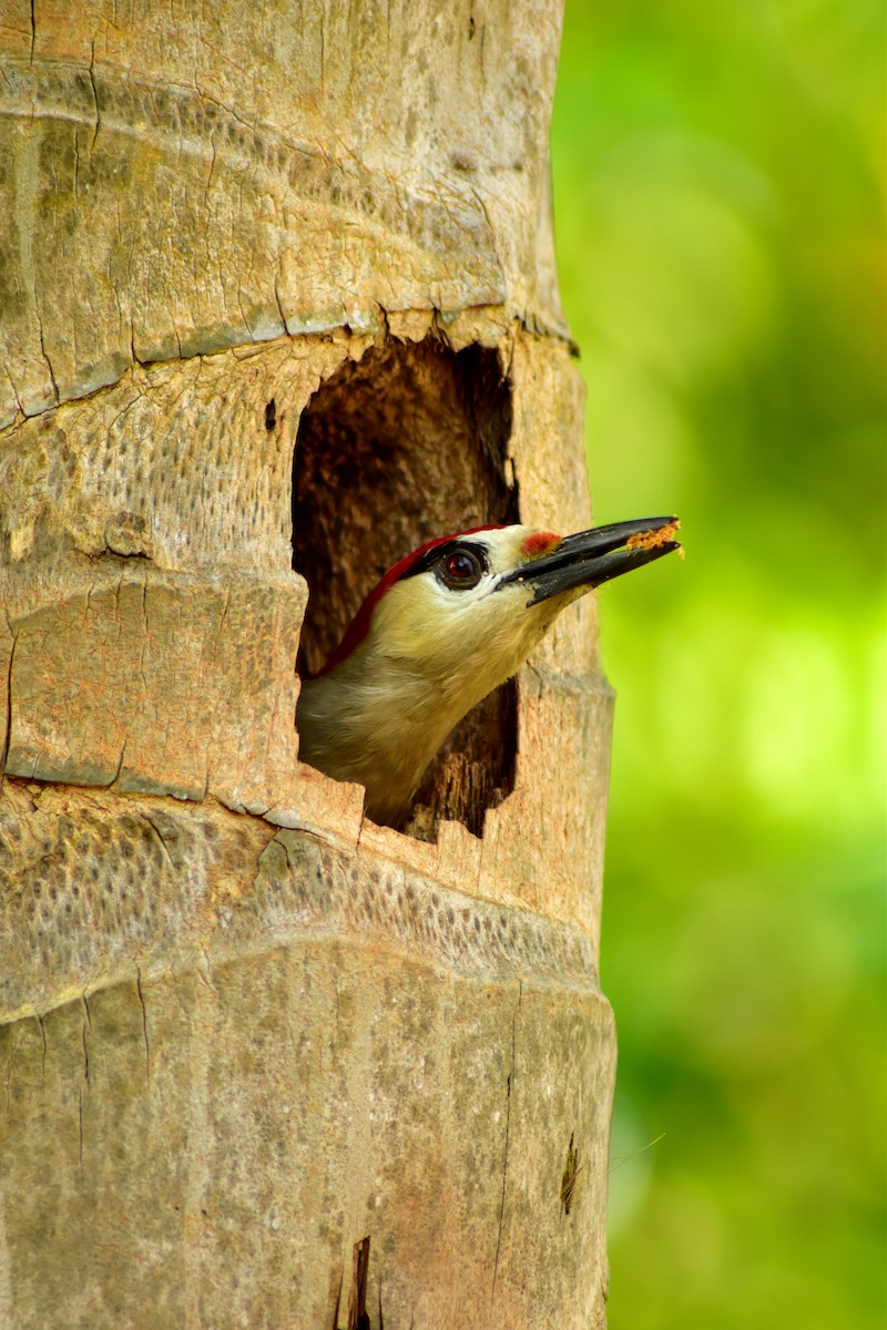 Kara Kaşlı Ağaçkakan - ML644233379