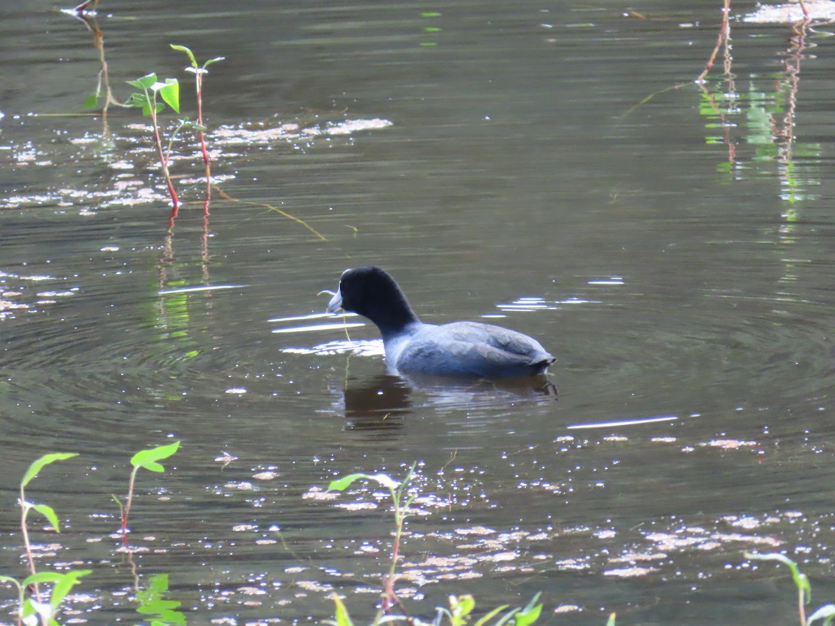 American Coot - ML644233384