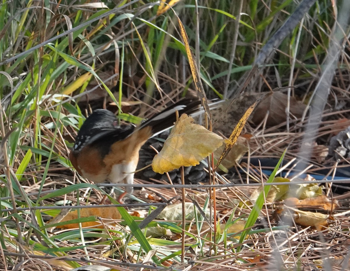 Spotted Towhee - ML644233391