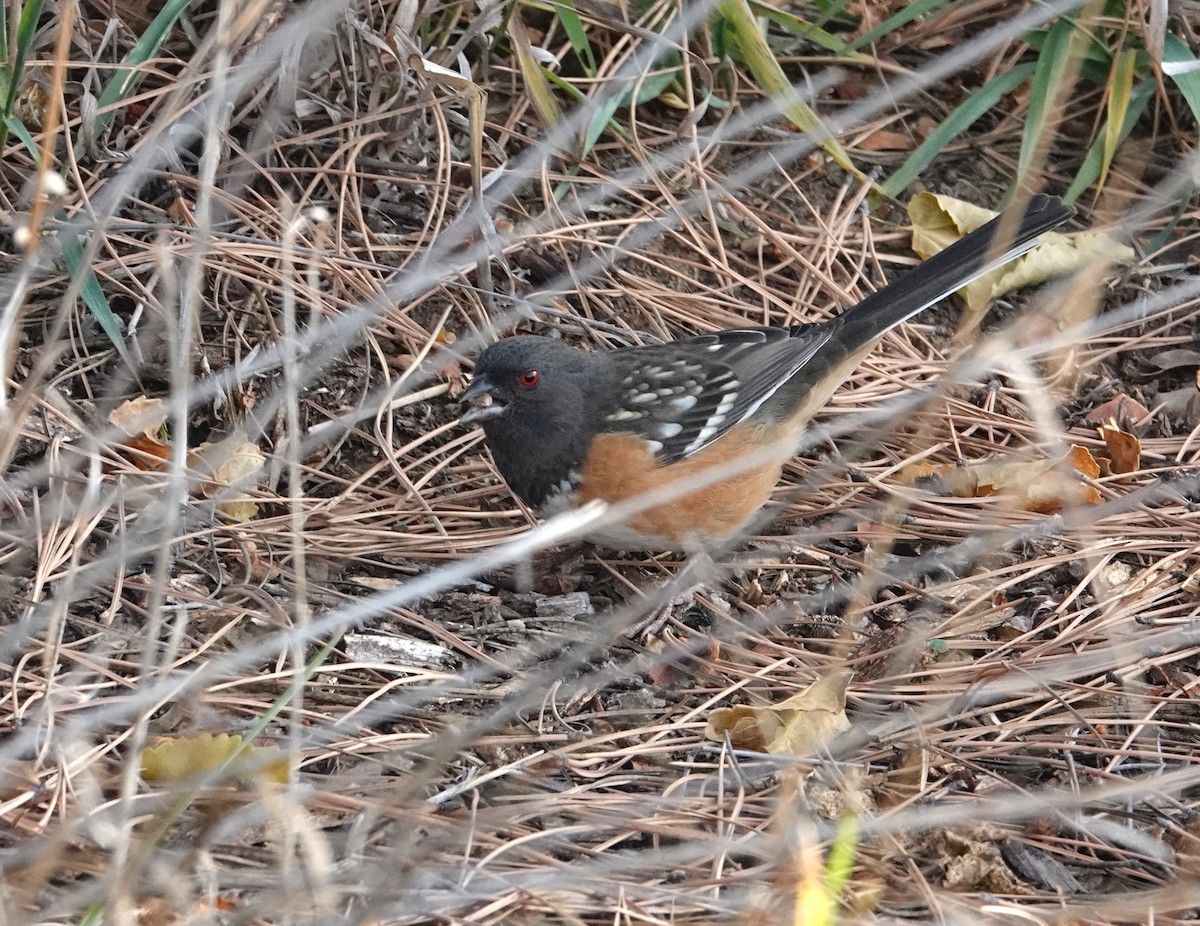 Spotted Towhee - ML644233392