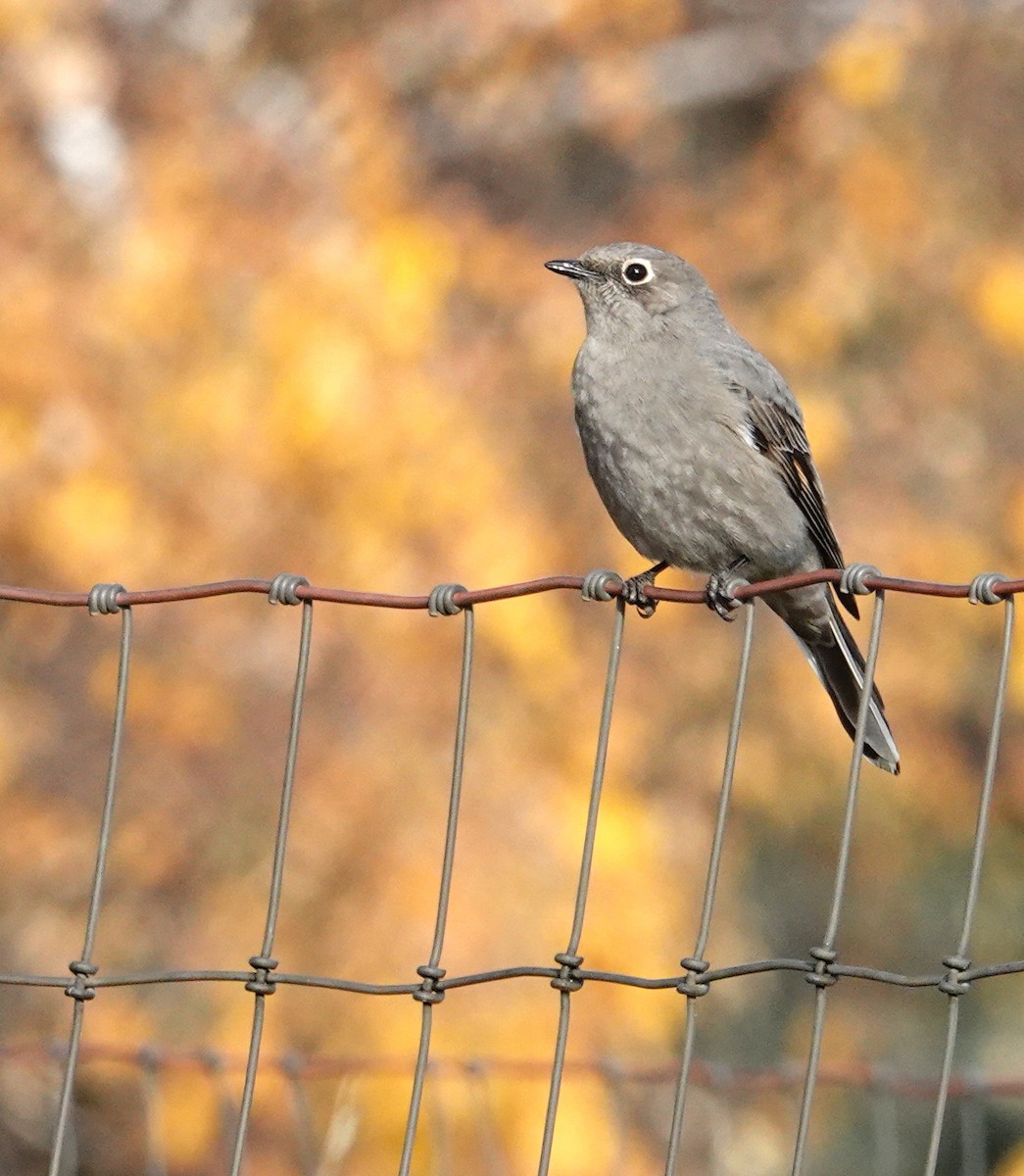 Townsend's Solitaire - ML644233395