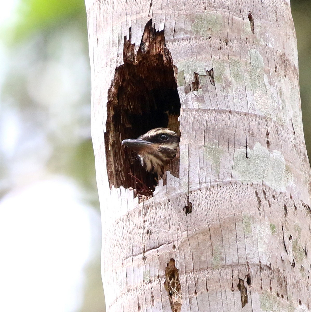 Streaked Flycatcher - ML644233396