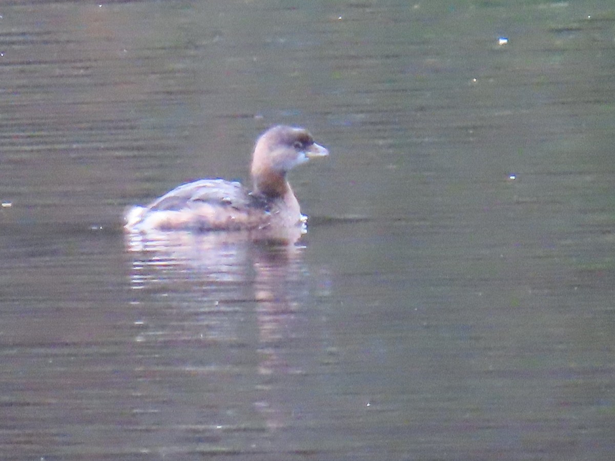 Pied-billed Grebe - ML644233398