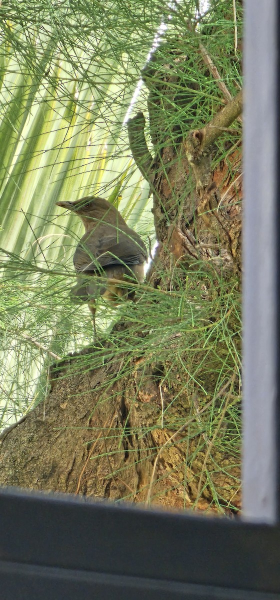 Clay-colored Thrush - ML644233399
