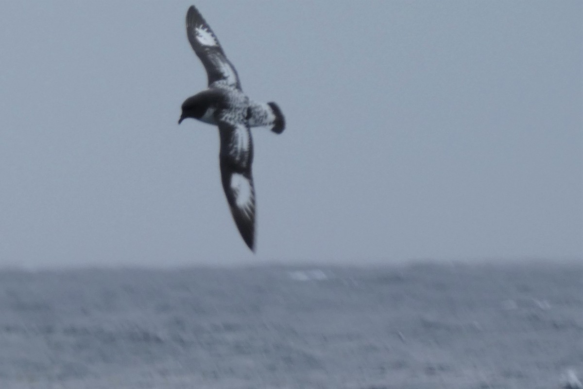 Pintado Petrel - ML644233401