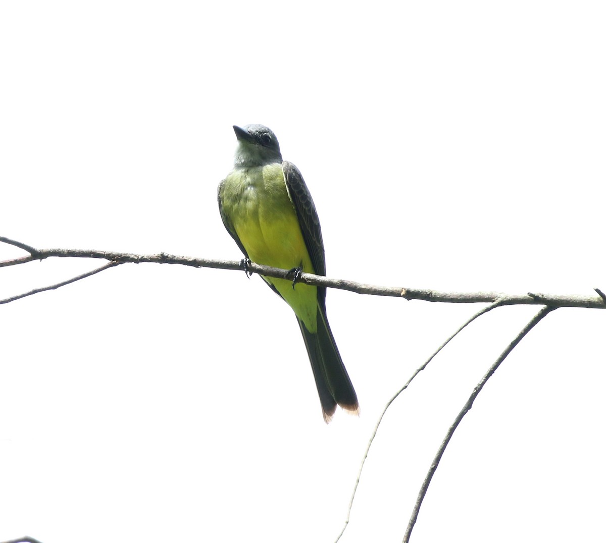 Tropical Kingbird - ML644233402