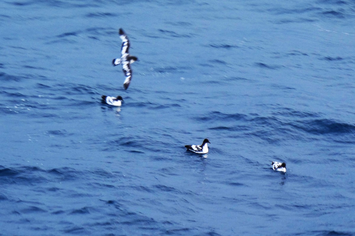 Pintado Petrel - ML644233403