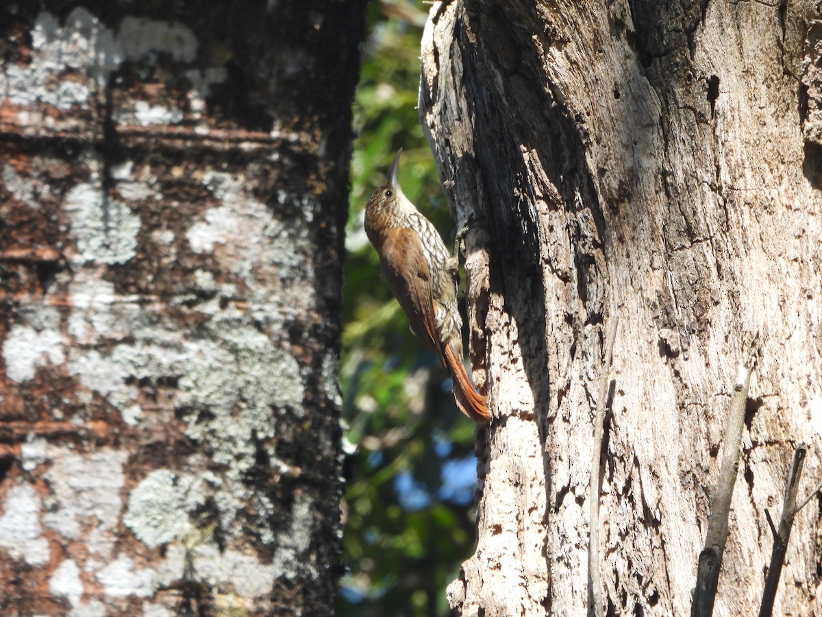 Scaled Woodcreeper - ML644233404