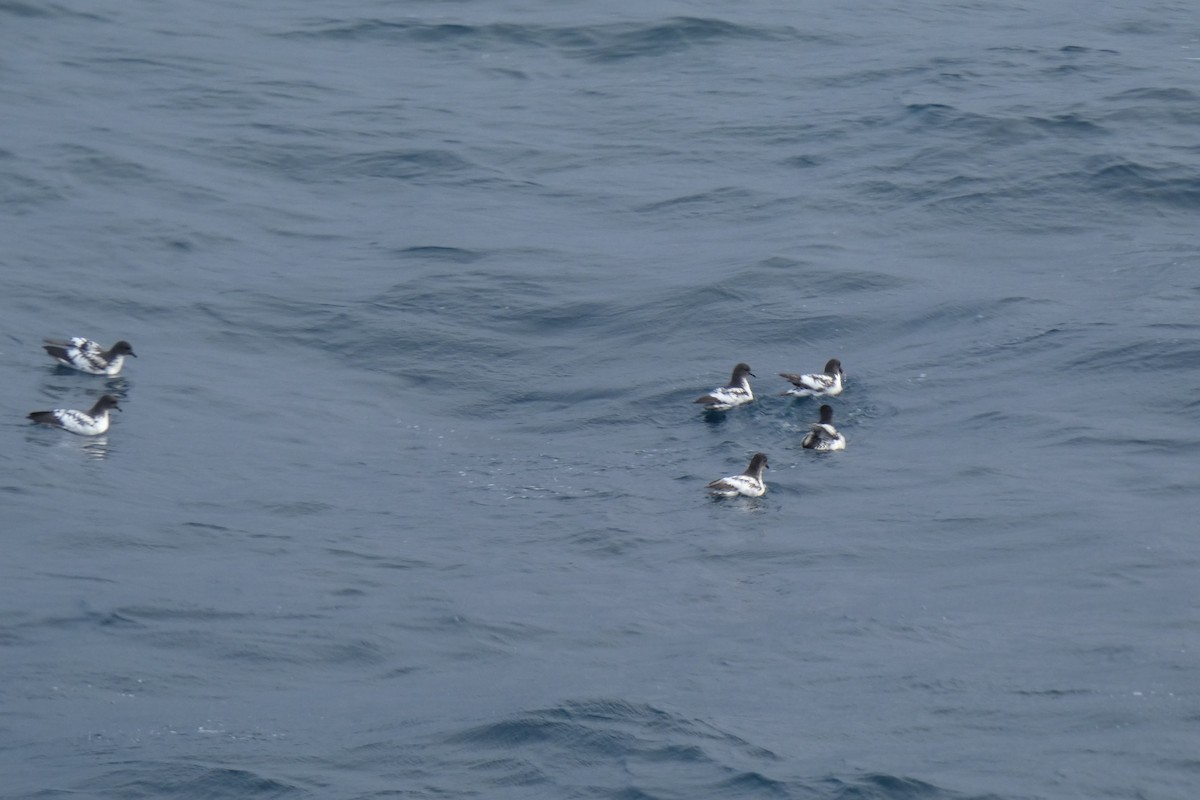 Pintado Petrel - ML644233405