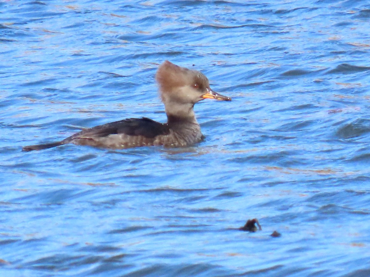 Hooded Merganser - ML644233406